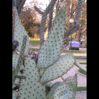 Opuntia linguiformis (fam Cactacees) (2)